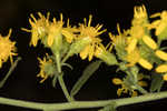 Buckley's goldenrod 